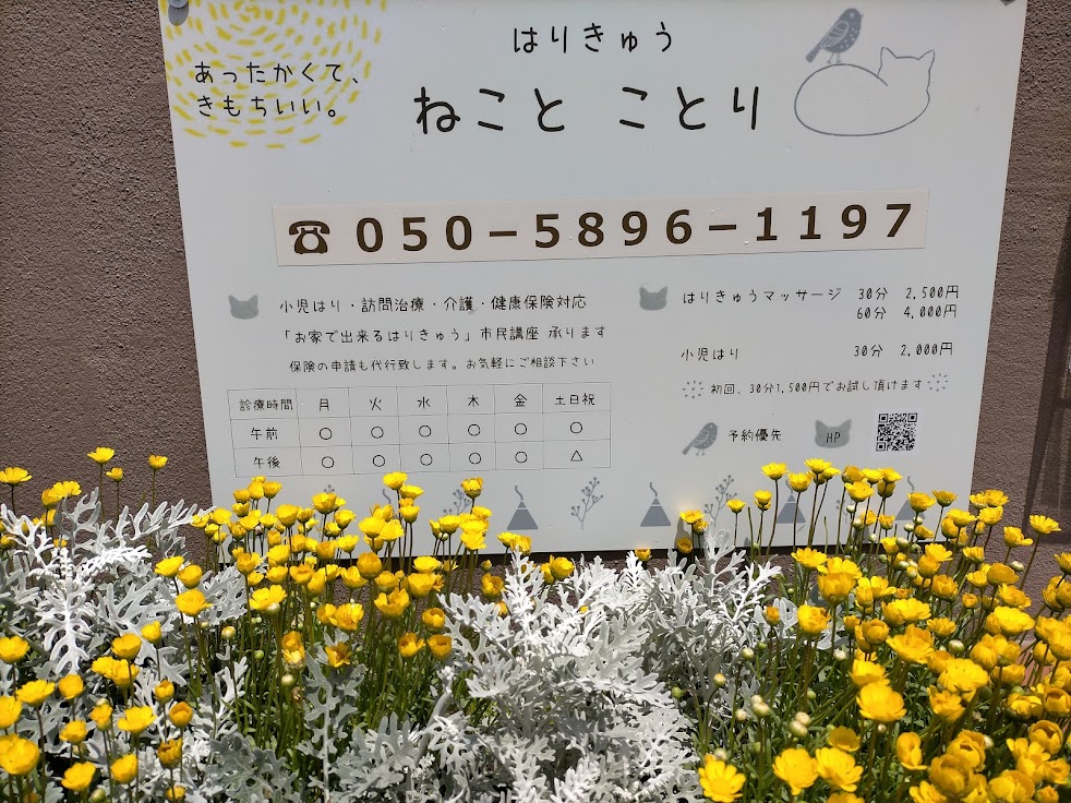 はりきゅうねことことり