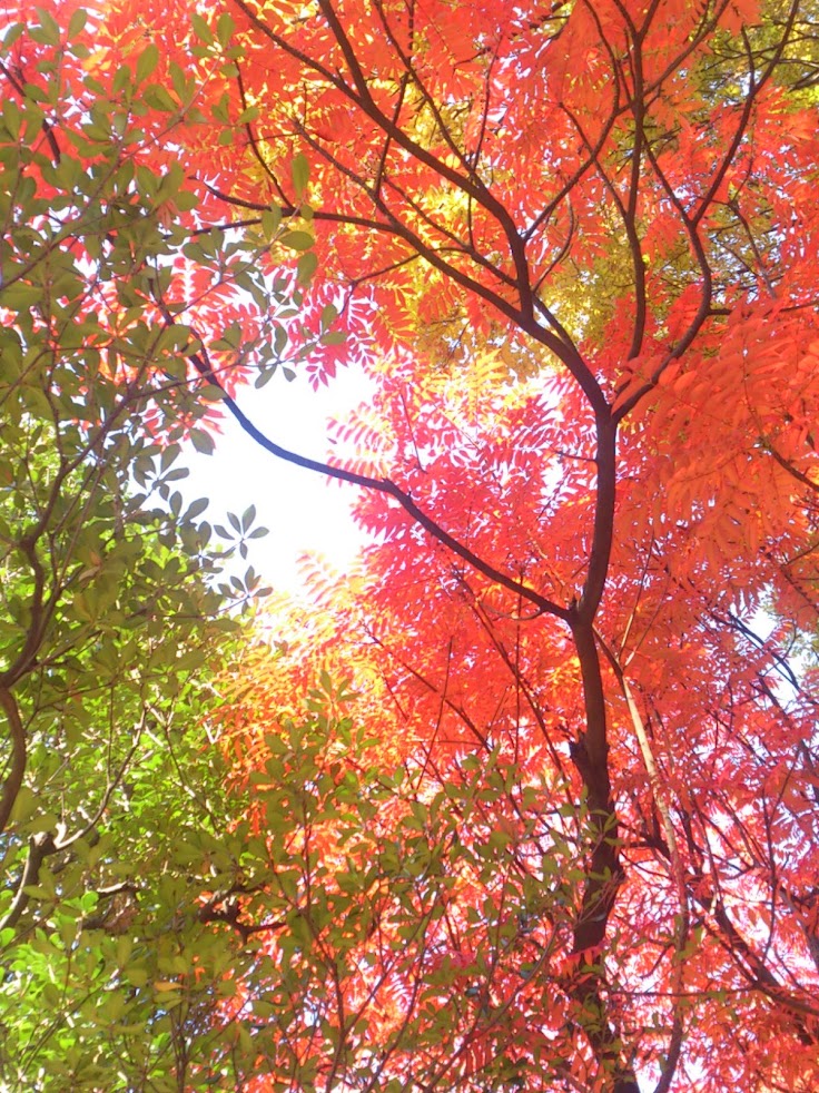 音無川鍼灸施術院