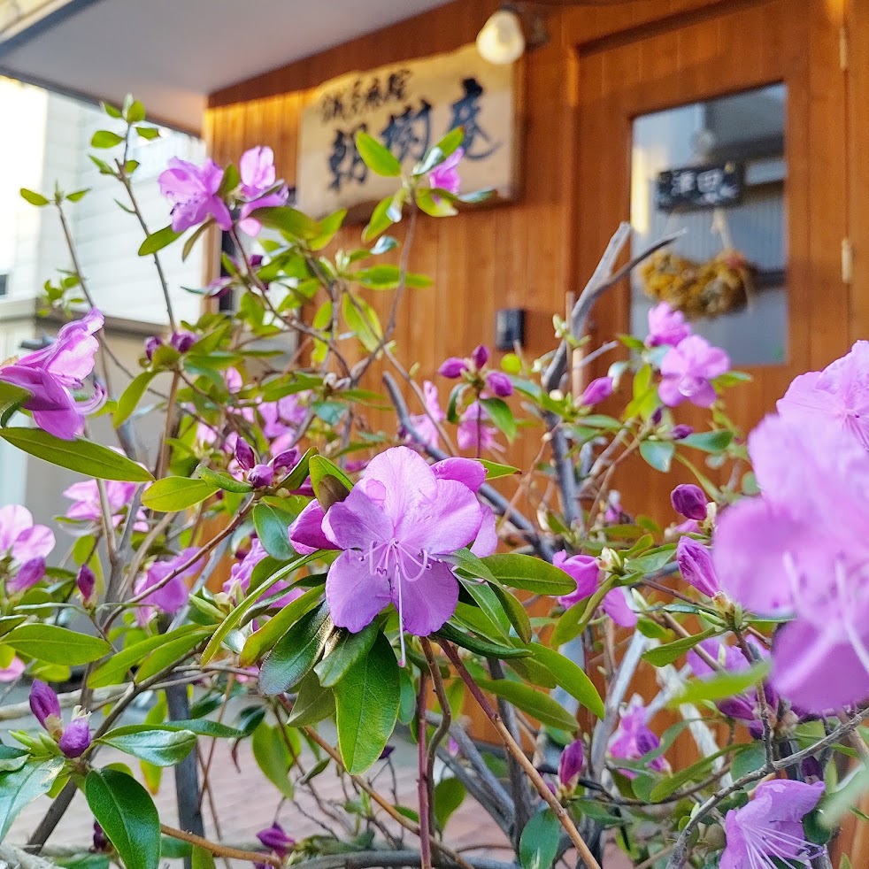 鍼灸療院 朝樹庵