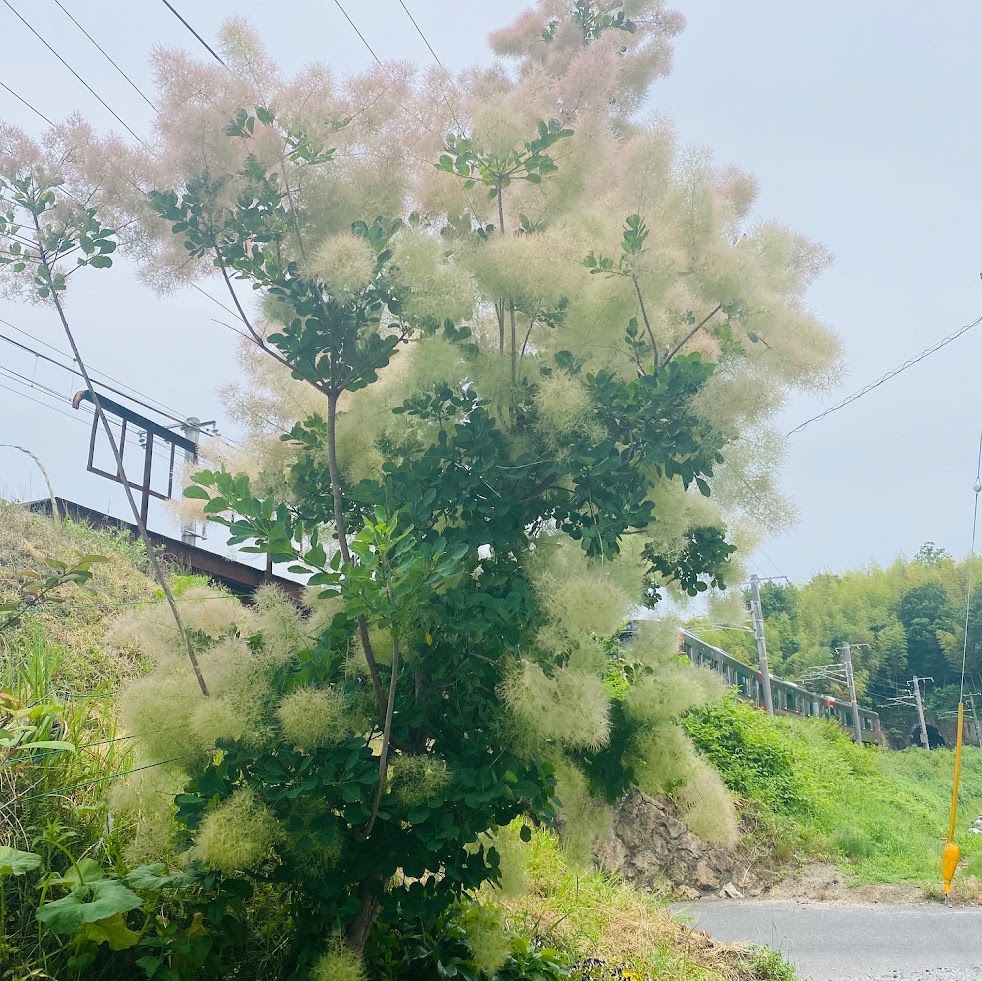 道元鍼灸接骨院
