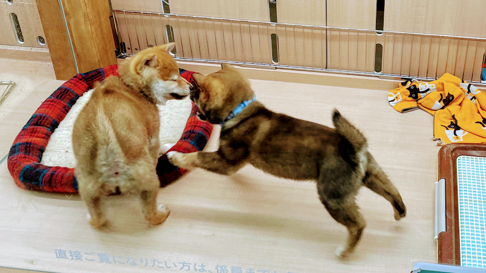 白河はり・きゅう治療院