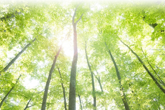 鍼灸マッサージ 鍼献洞 (しんけんどう)