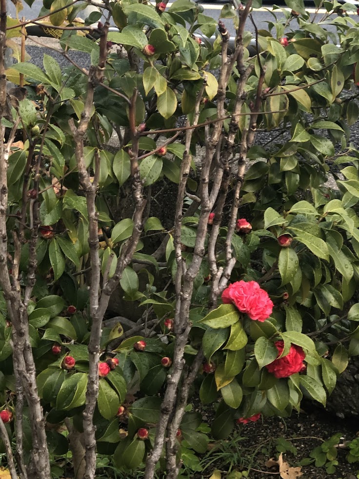 大下鍼灸院
